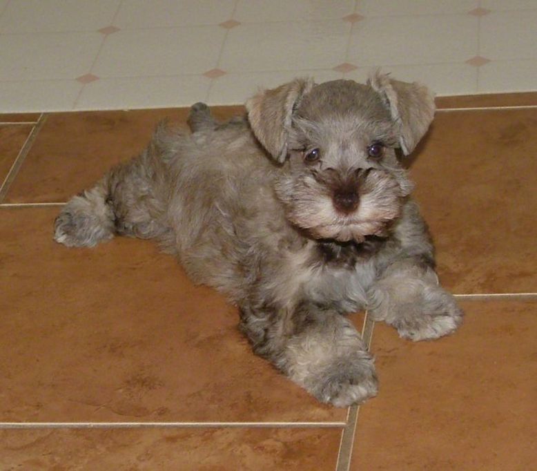 AKC Liver Pepper Tan Miniature Schnauzer by Destiny Blooms