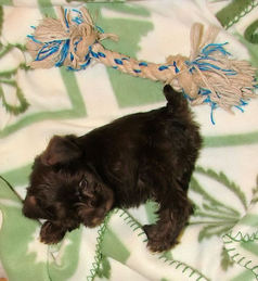 AKC Miniature Schnauzer by Destiny Blooms Chocolate (Liver) Puppy