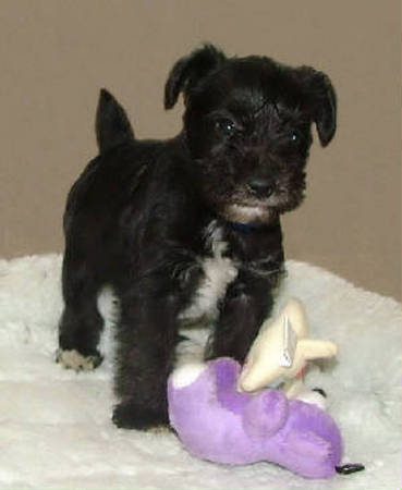 AKC Black Miniature Schnauzer by Destiny Blooms