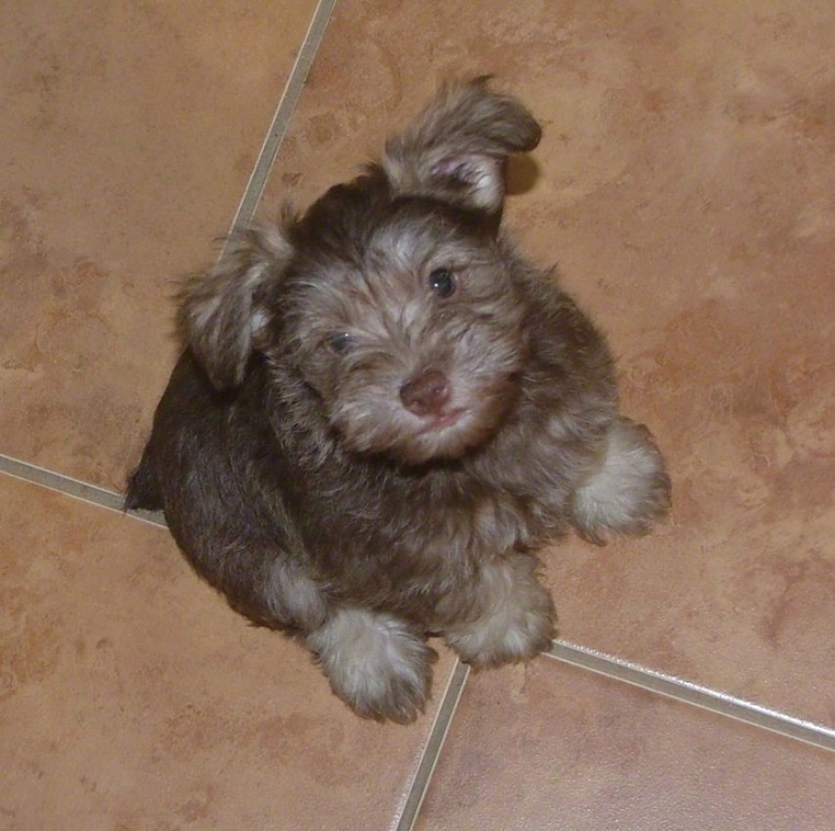 AKC Liver & Tan Miniature Schnauzer by Destiny Blooms