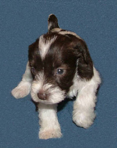 AKC Chocolate (Liver) & White Parti Miniature Schnauzer by Destiny Blooms