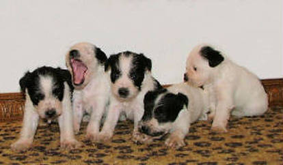 AKC Black & White Parti Miniature Schnauzers by Destiny Blooms