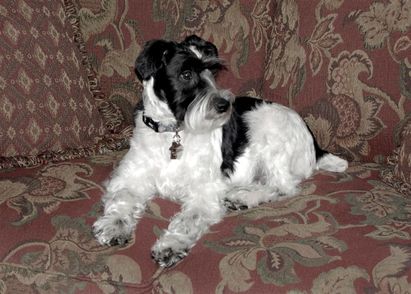 Destiny Blooms AKC Black & White Parti Miniature Schnauzer