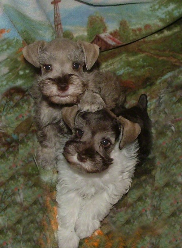 AKC Miniature Schnauzers by Destiny Blooms Liver Pepper Tan & Chocolate (Liver) & White Parti