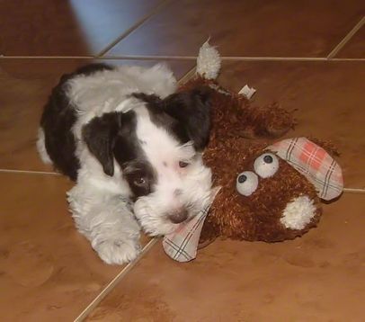 AKC Chocolate (Liver) & White Parti Miniature Schnauzer by Destiny Blooms