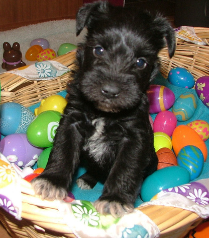 AKC Black Miniature Schnauzer by Destiny Blooms