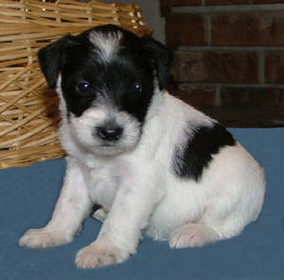 AKC Black & White Parti Miniature Schnauzer by Destiny Blooms