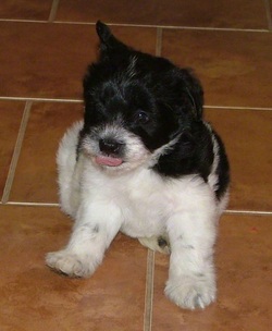 AKC Miniature Schnauzer by Destiny Blooms Black & White Parti Puppy