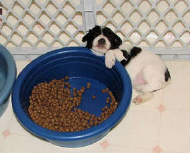 AKC Miniature Schnauer Puppy Chocolate (Liver) & White Parti by Destiny Blooms                                    