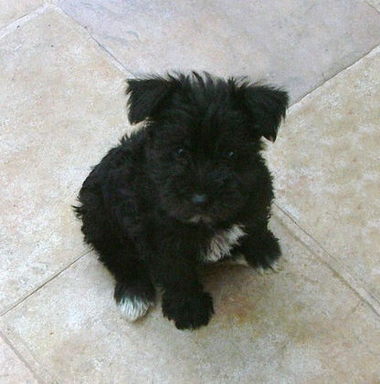 AKC Black Miniature Schnauzer by Destiny Blooms