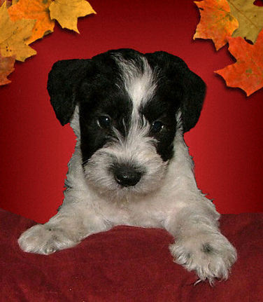 AKC Black & White Parit Miniature Schnauzer by Destiny Blooms