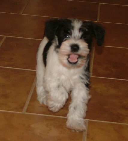 AKC Black & White Parti Miniature Schnauzer by Destiny Blooms