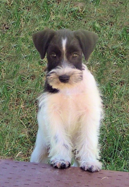 AKC Black & White Parti Miniature Schnauzer by Destiny Blooms