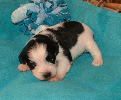 AKC Black & White Parti Miniature Schnauzer by Destiny  Blooms