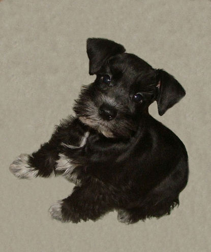 AKC Black Miniature Schnauzer by Destiny Blooms