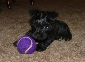 AKC Miniature Schnauzer by Destiny Blooms Black Puppy