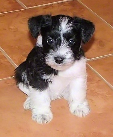 AKC Black & White Parti Miniature Schnauzer by Destiny Blooms