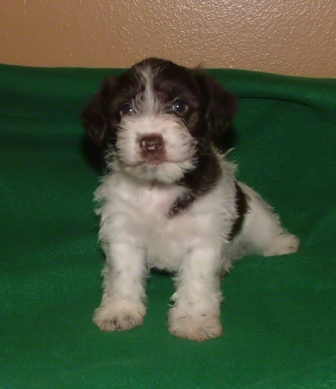 AKC Chocolate (Liver) & White Parti Miniature Schnauzer by Destiny Blooms