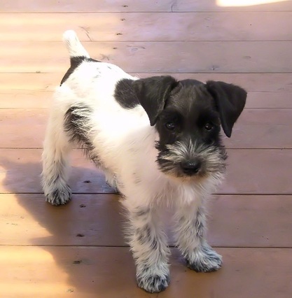 AKC Black & White Parti Miniature Schnauzer by Destiny Blooms