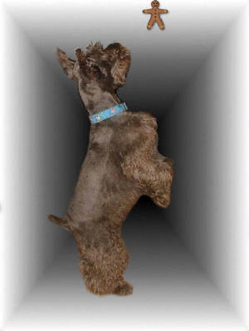 AKC Chocolate (Liver) Miniature Schnauzer by Destiny Blooms