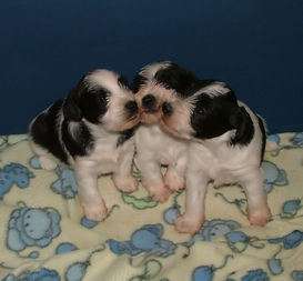 AKC Miniature Schnauzers by Destiny Blooms Black & White Partis