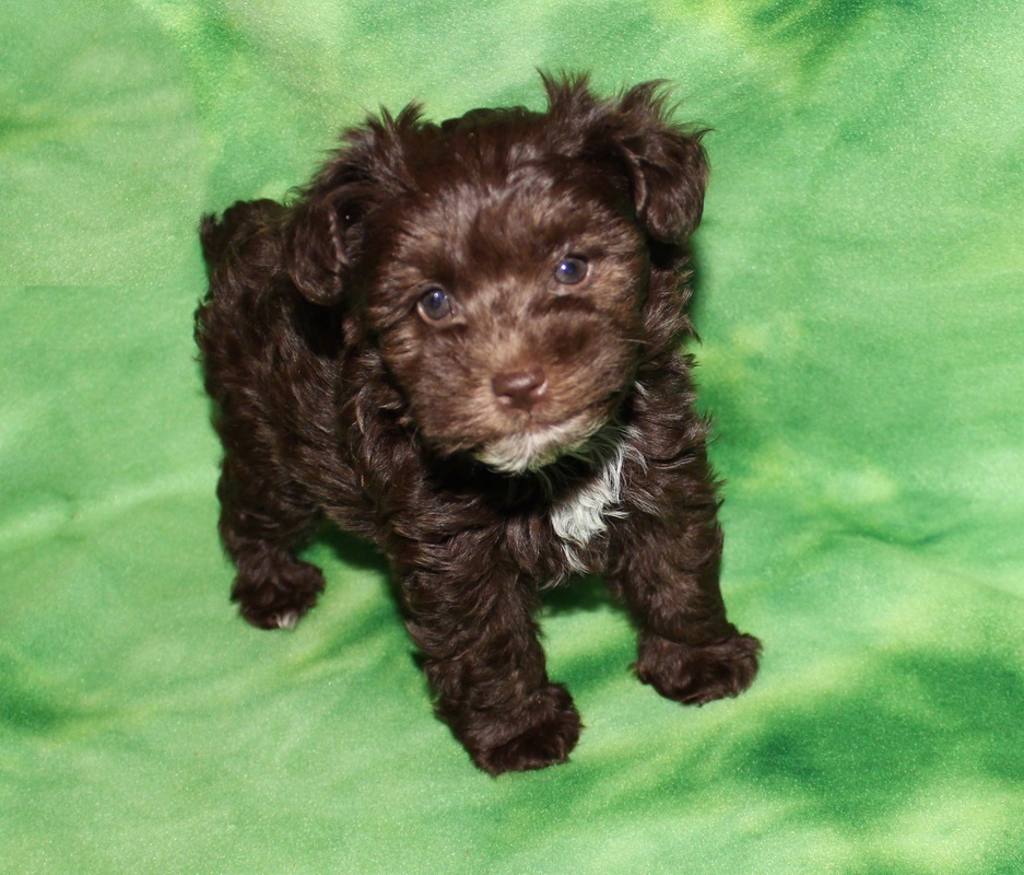 AKC Miniature Schnauzer Chocolate (Liver) puppy by Destiny Blooms