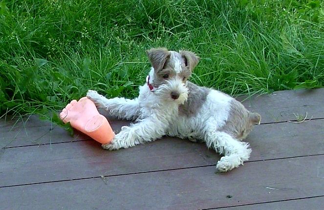 AKC Miniature Toy Schnauzer Tan & White Parti by Destiny Blooms