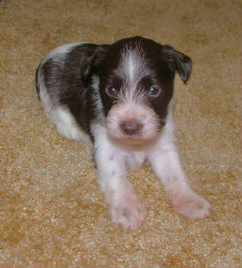 AKC Chocolate (Liver) & White Parti Miniature Schnauzer by Destiny Blooms