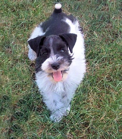 AKC Black & White Parti Miniature Schnauzer by Destiny Blooms