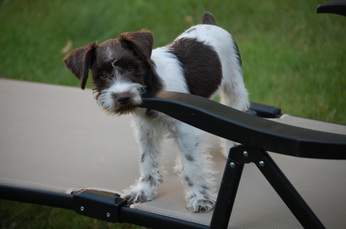 AKC Chocolate (Liver) & White Parti Miniature Schnauzer