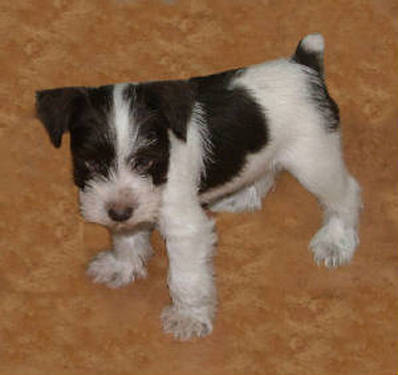 AKC Chocolate (Liver) & White Parti Miniature Schnauzer by Destiny Blooms