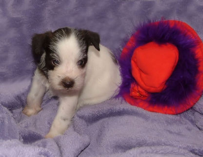 AKC Chocolate (Liver) & Whtie Parti Miniature Schnauzer