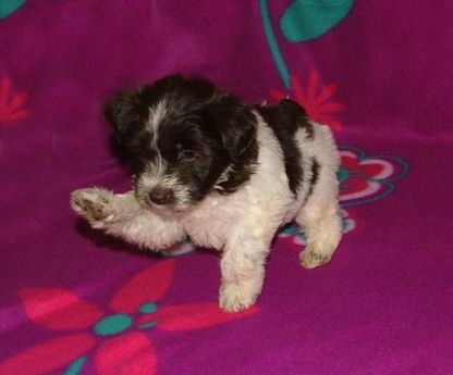 AKC Chocolate (Liver) & White Parti Miniature Schnauzer by Destiny Blooms