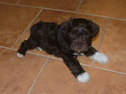 AKC Chocolate (Liver) Miniature Schnauzer by Destiny Blooms