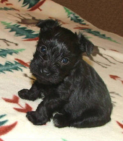 AKC Black Miniature Schnauzer by Destiny Blooms