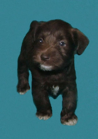 AKC Chocolate (Liver) Miniature Schnauzer by Destiny Blooms