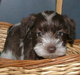 AKC Miniature Schnauzer by Destiny Blooms Chocolate (Liver) & White Parti Puppy