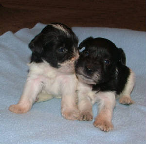 AKC Miniature Schnauzers by Destiny Blooms Black & White Parti                                                        