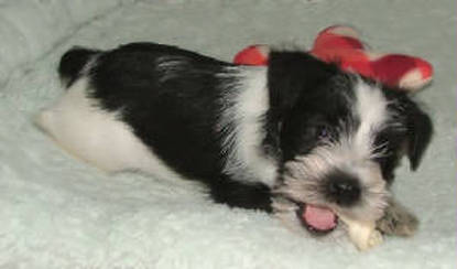 AKC Black & White Parti Miniature Schnauzer by Destiny Blooms