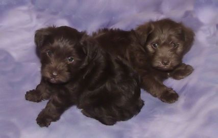 AKC Chocolate (Liver) Miniature Schnauzers by Destiny Blooms