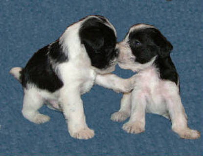 AKC Black & White Parti Miniature Schnauzers by Destiny Blooms