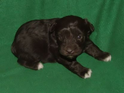 AKC Chocolate (Liver) Miniature Schnauzer by Destiny Blooms