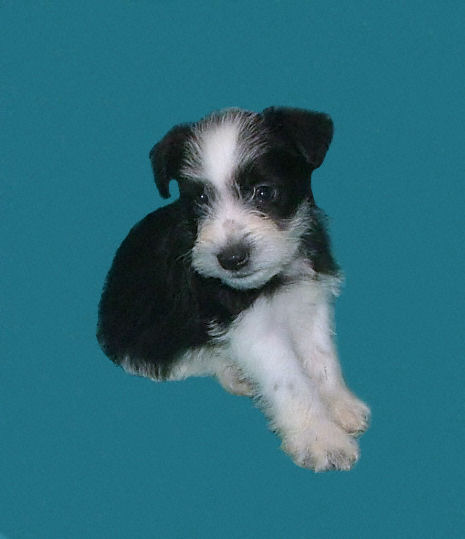 AKC Black & White Parti Miniature Schnauzer by Destiny Blooms