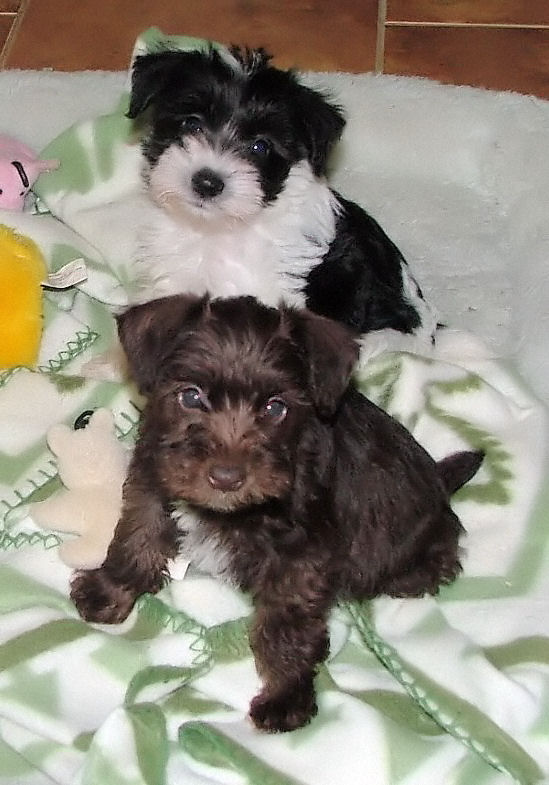 AKC Miniature Schnauzers by Destiny Blooms Chocolate (Liver) & Black & White Parti