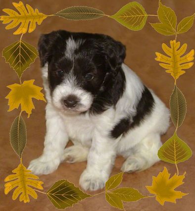 AKC Chocolate (Liver) & White Miniature Schnauzer by Destiny Blooms